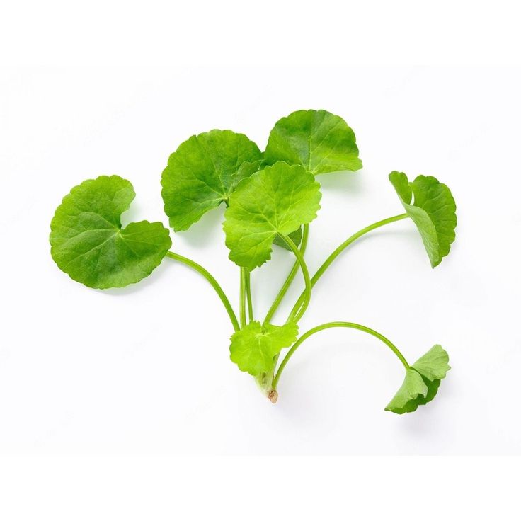 pegagan Daun