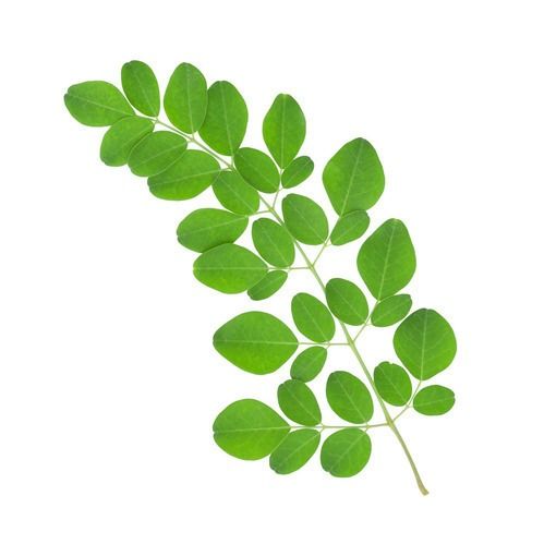 KELOR DAUNHabbatussauda