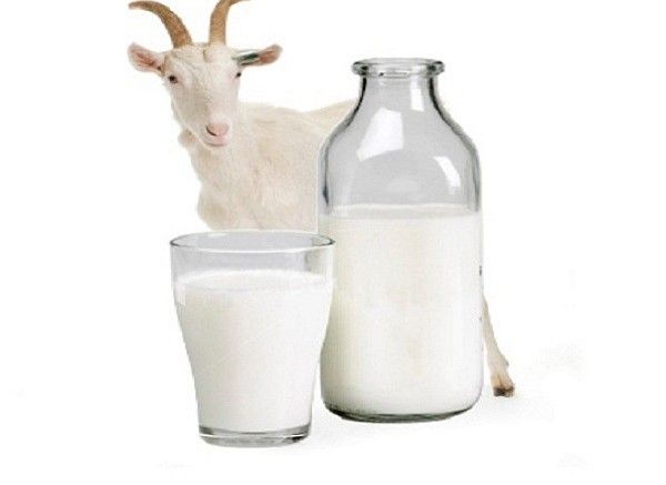 Susu kambing
