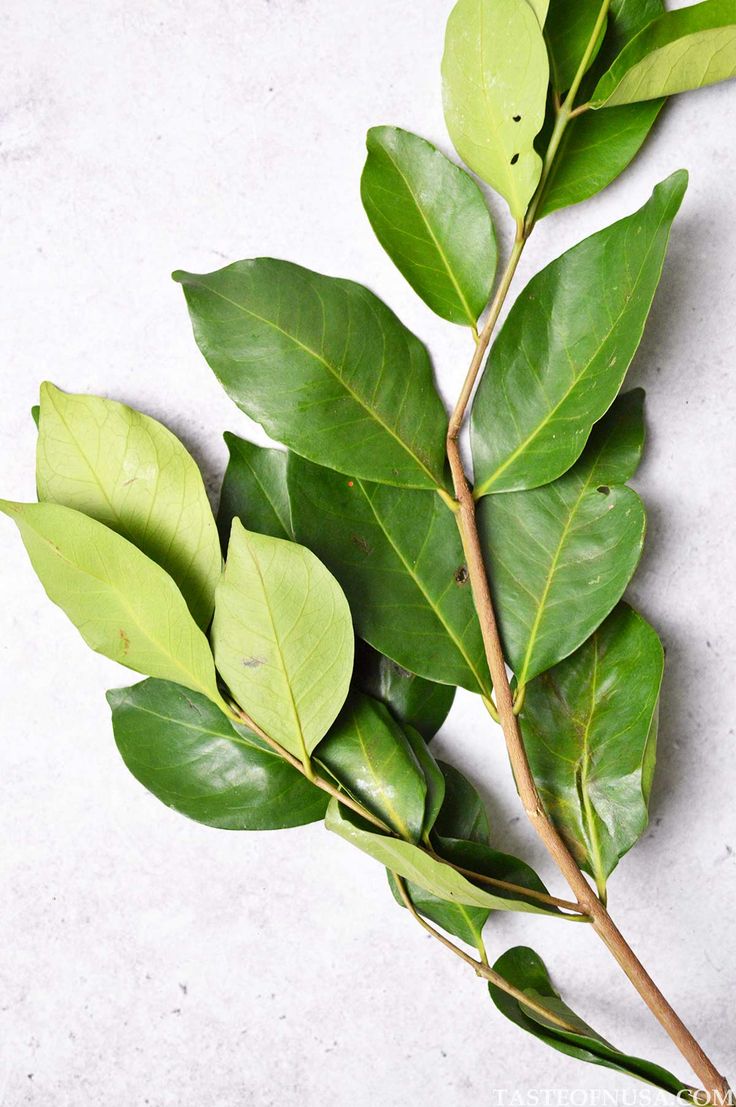 Daun salam